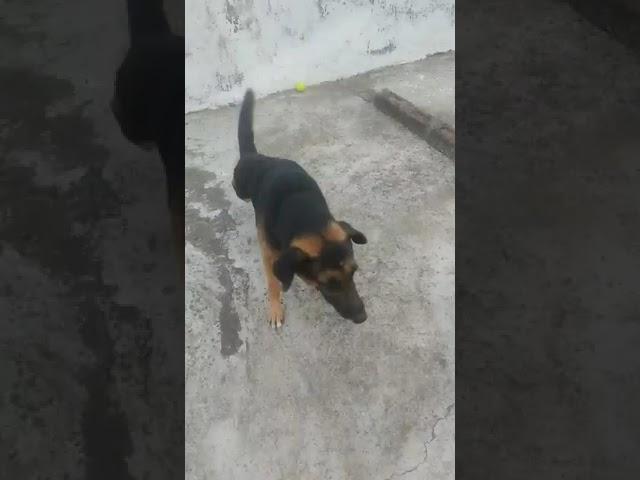 my dog's play