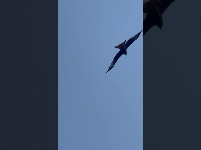 Close up of Red Kite in flight. #redkite #birdofprey #birds #bird #uk #fields #field #farming #farm