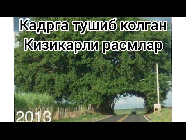 Табиат мужизалари | Кадрга тушиб колган шок расмлар | #топфакт