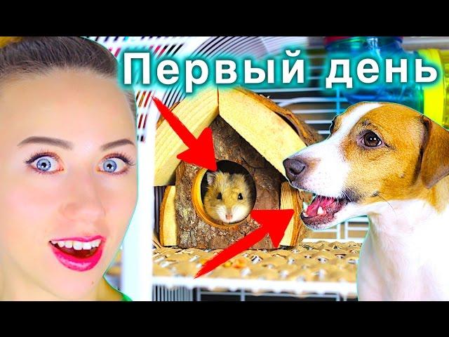 ХОМЯЧОК - РЕАКЦИЯ СОБАКИ | ПЕРВЫЙ ДЕНЬ У МЕНЯ ДОМА ХОМЯК | Elli Di Pets