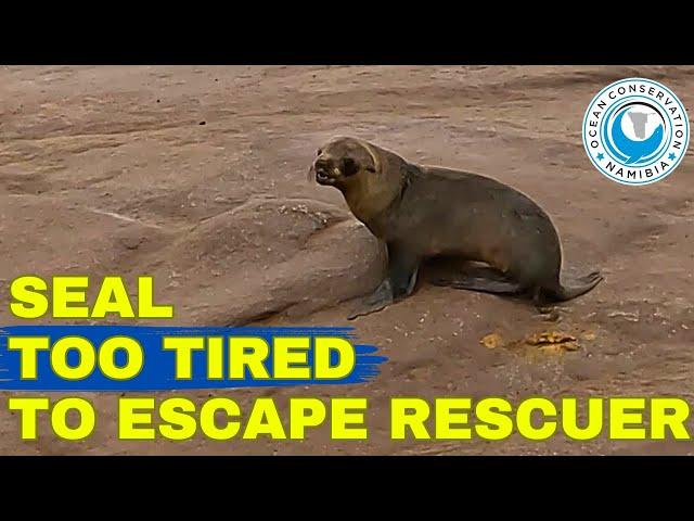 Seal Too Tired to Escape Rescuer