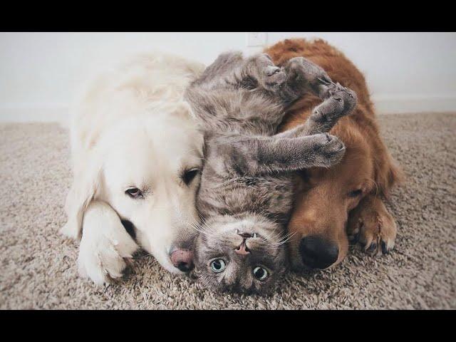 My beloved boys!  Funny video with dogs, cats and kittens! 