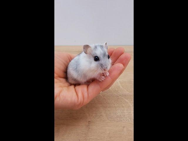 How a hamster grows: a hamster by day from the moment of birth to independent life.