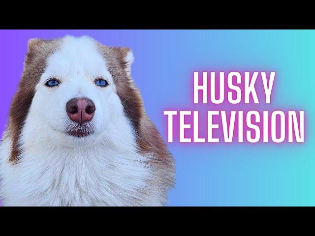 HUSKY TV