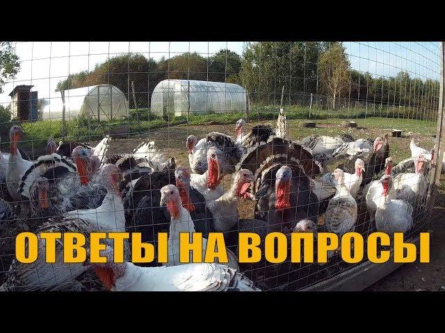 МОЖНО ЛИ ВЫРАСТИТЬ ИНДЮКОВ без АНТИБИОТИКОВ // СОДЕРЖАНИЕ, РАЗВЕДЕНИЕ и КОРМЛЕНИЕ ИНДЮКОВ в ЛПХ