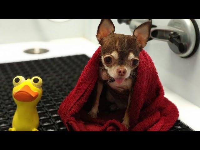 My dog in the beauty salon for animals. What procedures do? We brush teeth and not only!