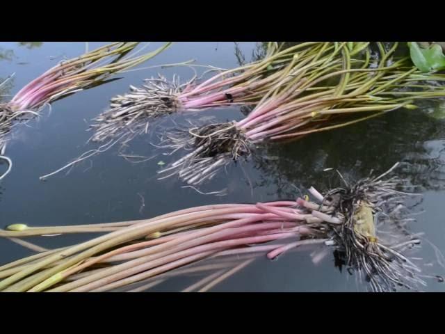 Проволока для посадки водяных лилий в земляной пруд