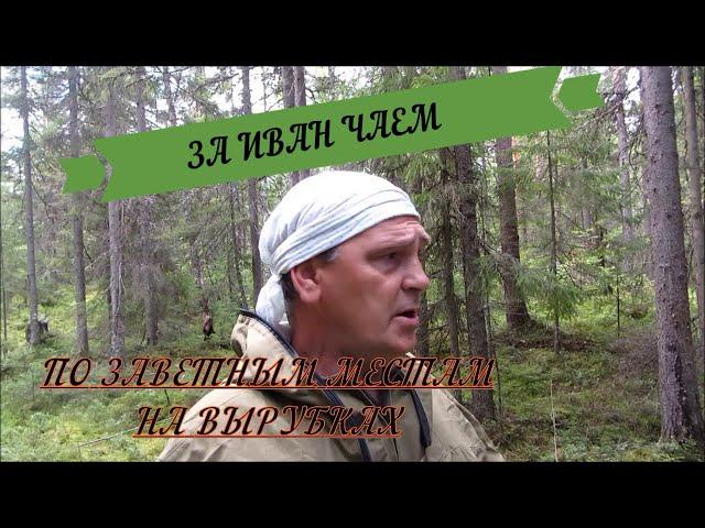 ИВАН ЧАЙ своими руками ВСЕ за 20 мин. СБОР , ПОДВЯЛИВАНИЕ , ПРОЦЕСС БРОЖЕНИЯ , ФЕРМЕНТАЦИЯ, ПРОЖАРКА