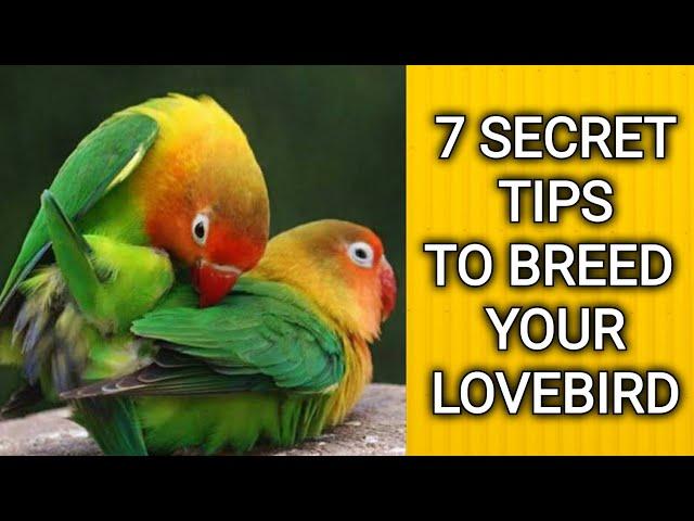 Lovebird breeding | Breeding cage breeding box and love bird breeding tips