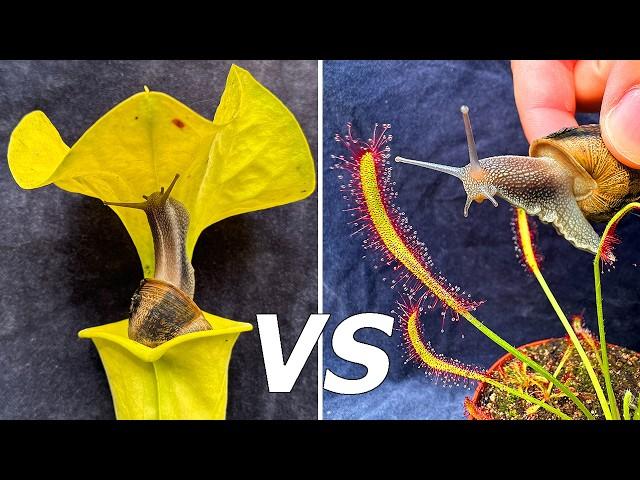 Carnivorous Plant Olympics - Which One Eats the Most Pests?