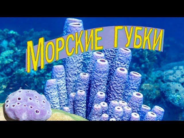 Sea Sponges | Natural Sea Sponges | What Is a Sponge? | The Wonderful World of Invertebrates