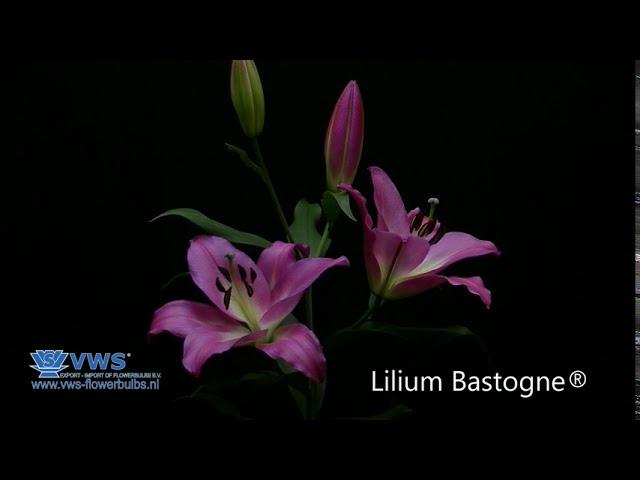 Lilium Bastogne ®