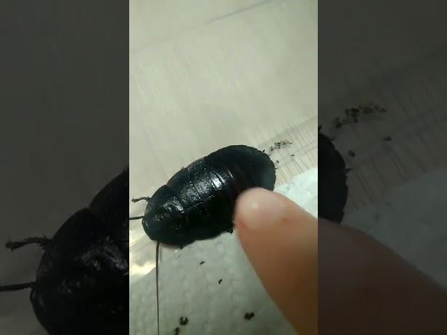 Heard how angry cockroach? Слышали, как шипит таракан?