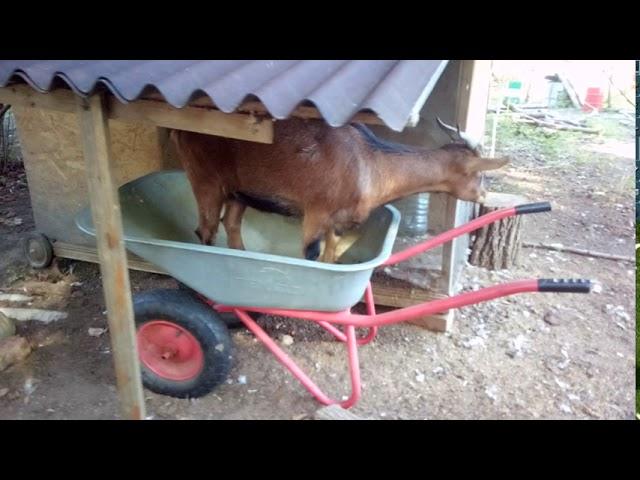 Камерунские Карликовые Козы. Какого на Самом Деле Они Размера