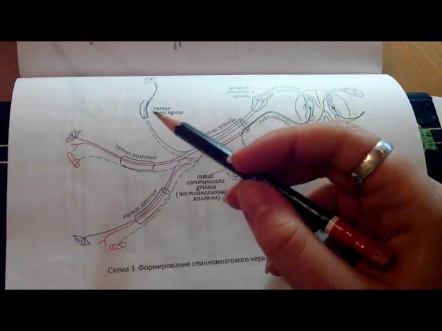 4 43 Формирование спинномозгового нерва