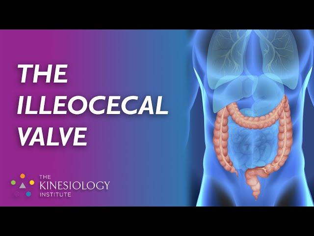 The Illeocecal Valve | Fundamental Applied Kinesiology