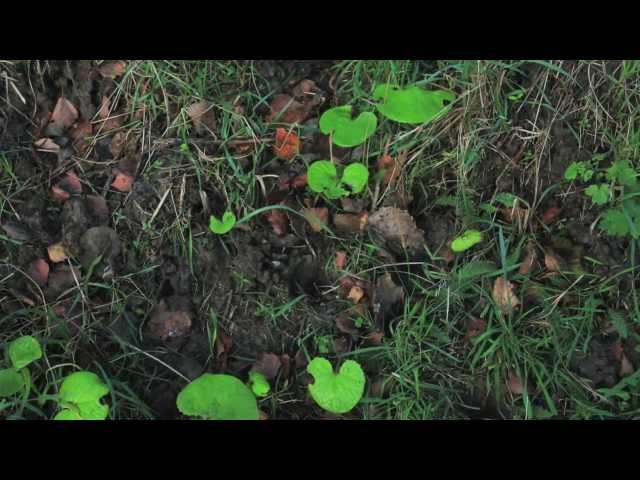 Trevor Davis "Into The Forest" (Official Video)