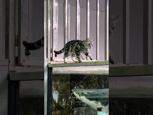 അരാപൈമയോട അവന്റെ കളി  Cat Playing With Arapaima - Travel With Shaz