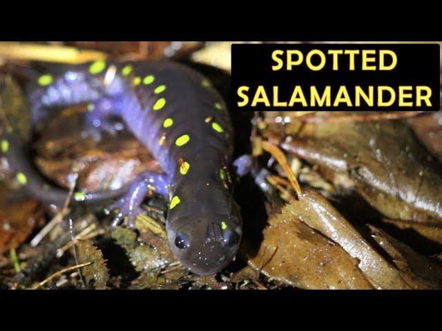 Spotted salamander (Ambystoma maculatum)