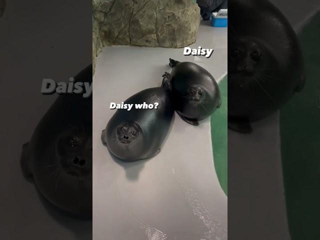 Cute Seals Rolling | #shorts #seal