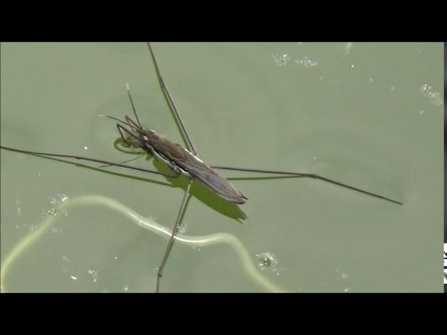 Large Pond Skater (Gerris najas)