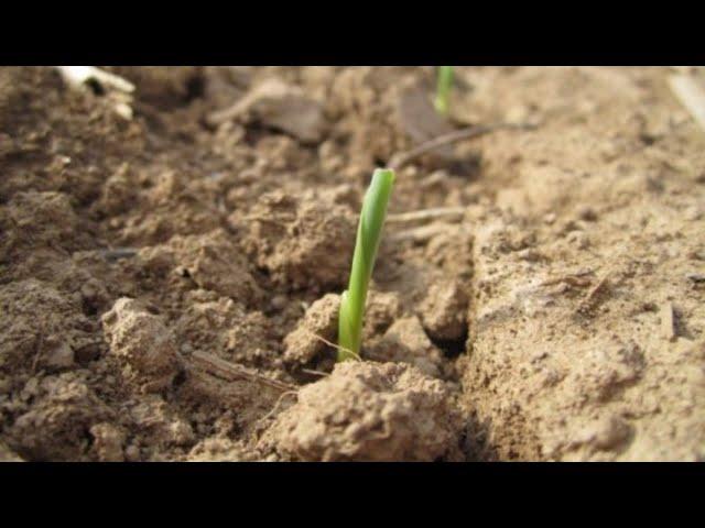 Кукуруза Хони Бэнтам и Мегатон 1,5 месяца спустя.