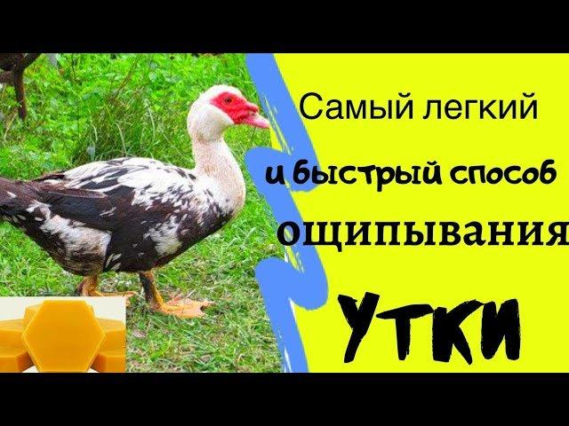 Самый Легкий и Быстрый способ ОЩИПЫВАНИЯ утки. Воскование