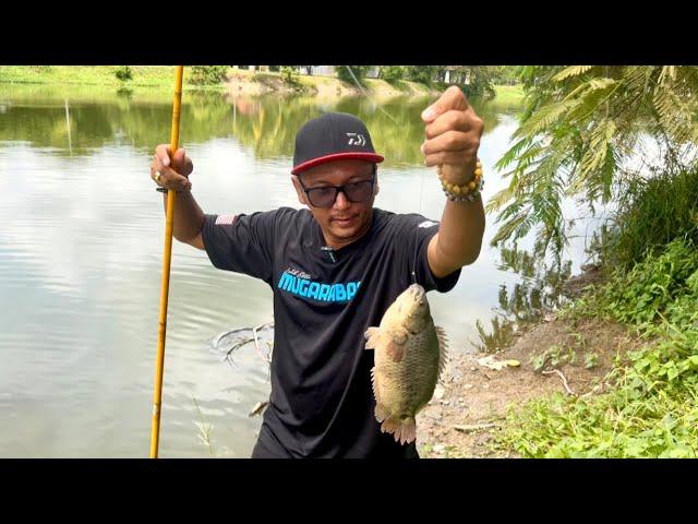 MEMANCING IKAN PUYU SIAM BESAR BASS.!!! TERUS MASAK MENU LAIN DARI YANG LAIN..