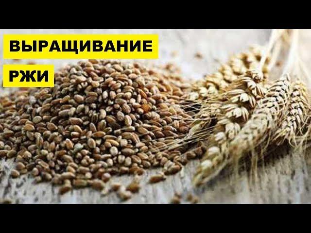 Выращивание Ржи как бизнес идея