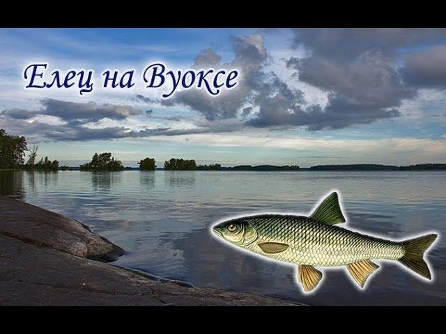 Русская Рыбалка 3.99. Ловим Ельца на Вуоксе.