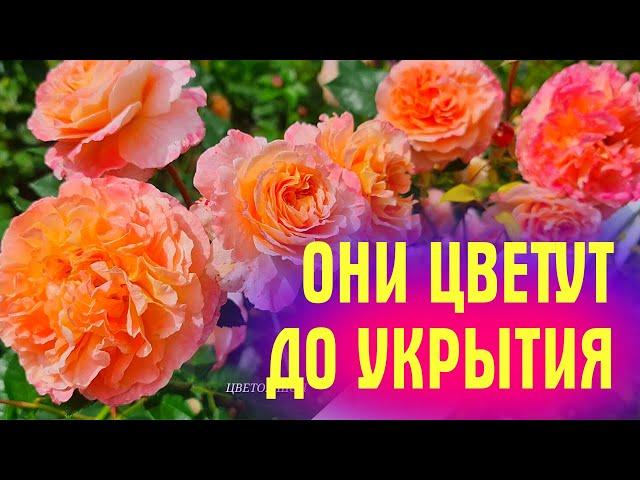 ЛУЧШИЕ СОРТА РОЗ! Цветут даже осенью ДО САМОГО УКРЫТИЯ!