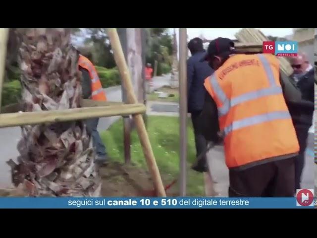 Decoro: 50 nuovo palme sul lungomare di Marina di Pietrasanta