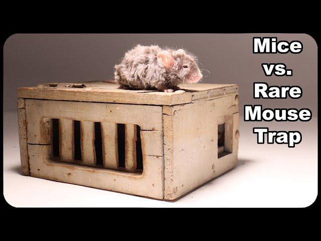 Mice vs. Rare Antique Mouse Trap. Catching Mice In The Barn. Mousetrap Monday