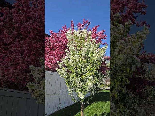 #springflowers 2025 #springvibes #shortsviral #shorts  #thebigrfamily