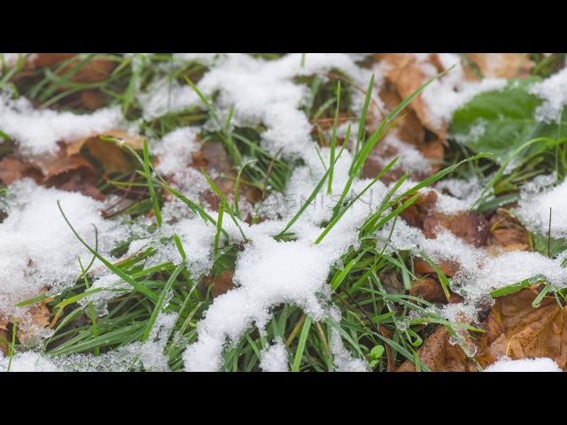 4K Time-Lapse of melting snow/Таяние снега на зелёной траве