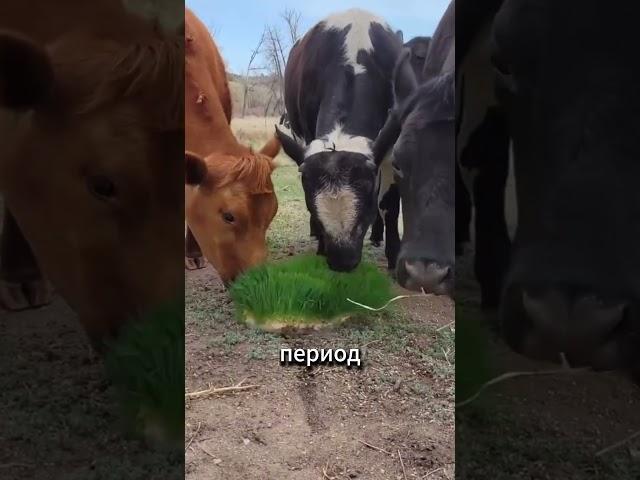 Как трава без почвы кормит коров и даёт больше молока! #факты