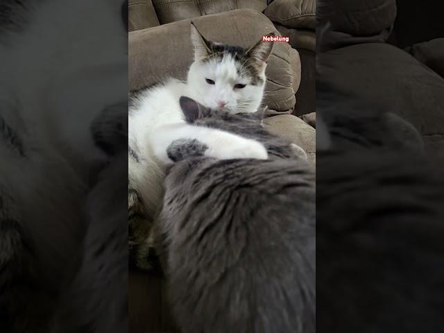 Бонифаций вспомнил дедушку #catlovers  #cat #кот #юмор
