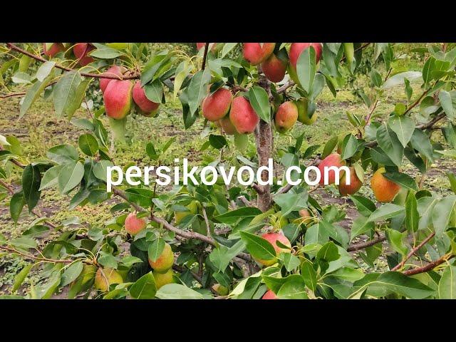 Груша Киргизкая зимняя persikovod.com