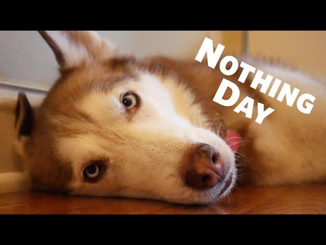 Happy National Nothing Day with Laika the Husky