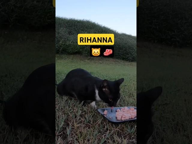 RIHANNA - Homeless cat in Ras Al Khaimah, UAE #cat #cats #Rihanna #foryou #UAE #pets #pet #viral #4u