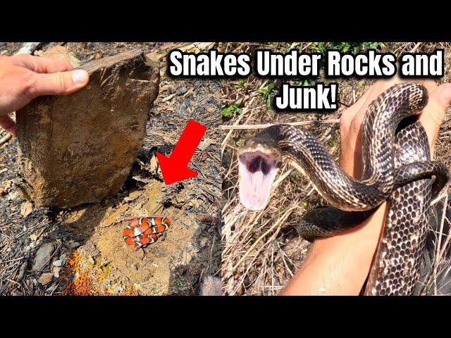 Looking for Snakes Under Rocks in Georgia, Rare Spider, and Making Peace with Wasps!