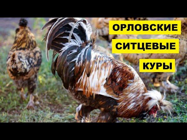 Разведение Орловских ситцевых кур как бизнес идея | Орловские ситцевые куры