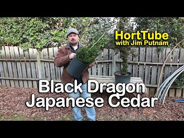 How to grow Black Dragon Japanese Cedar - Cryptomeria japonica