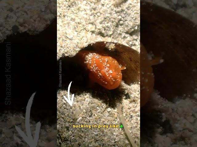 How Frogfish Strike Prey In 6 Milliseconds #shorts #frogfish #fish #facts