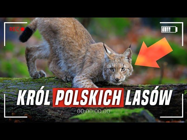 Ryś w Polsce: Król DZIKICH kotów