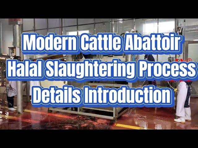 Cattle Abattoir Slaughtering Process Details Introduction Turnkey Slaughter Line Modern Beef Plant