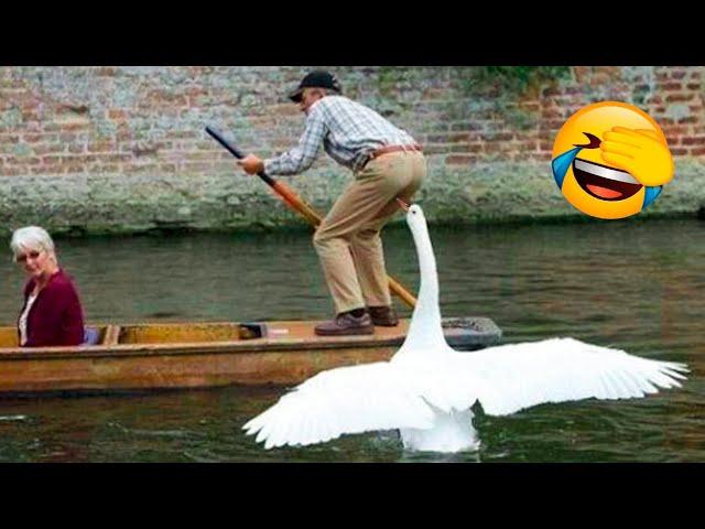 Best Funny Animal Videos Of The 2022  - Funny Wild And Farm Animals Videos 