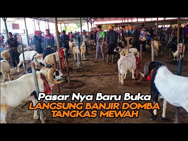 The Market Just Opened Directly Floods Of Luxurious Tangkas Sheep ️ Garut Sheep Price Update