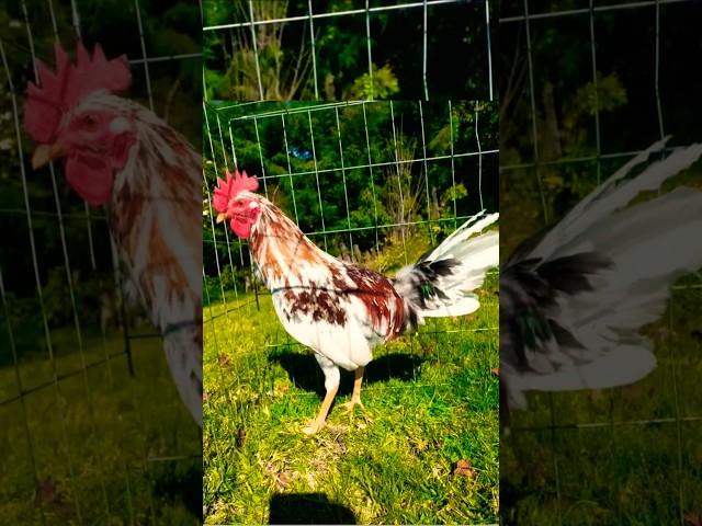 lasak bloodline #song #rooster #chicken