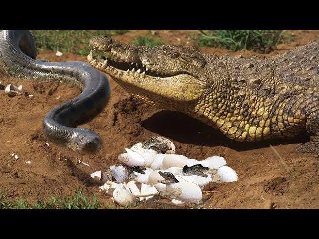 Python risk to steal Mother Crocodile eggs and take the consequence